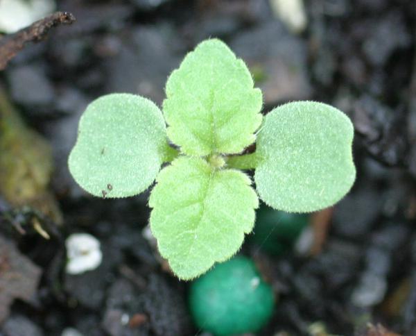 cotyledons are rounded. 1st leaves triagular with toothed margin